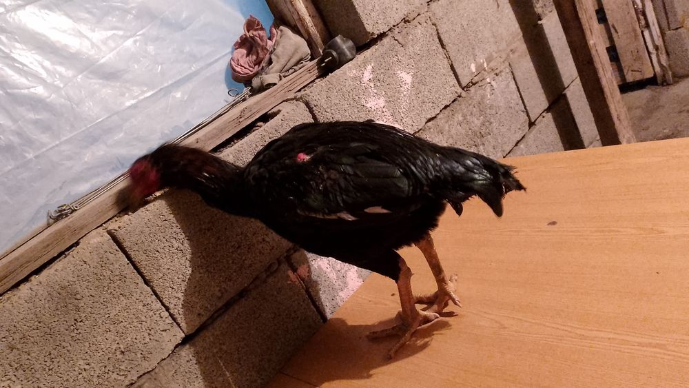 Дакн бойтсовскии