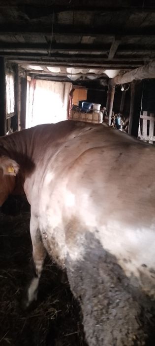 Продам бычка. Возраст 1год и 6месяцев