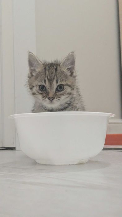 Ищем 4 людей для 4 котят