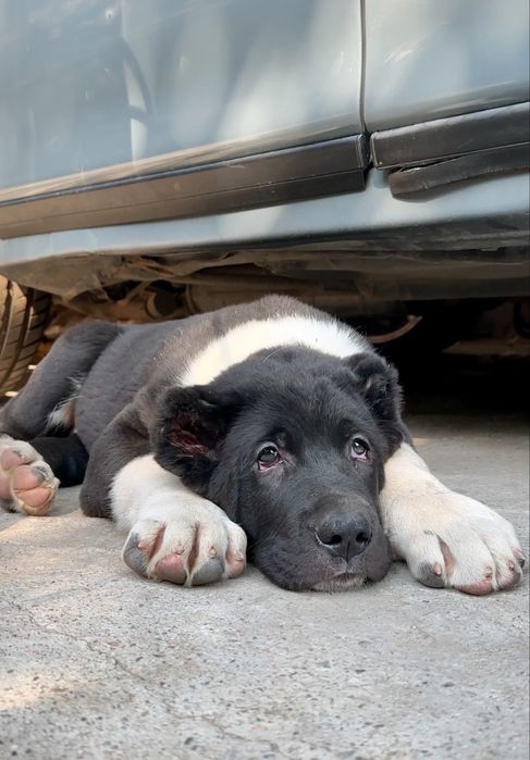 Супер щенки Алабая, төбет