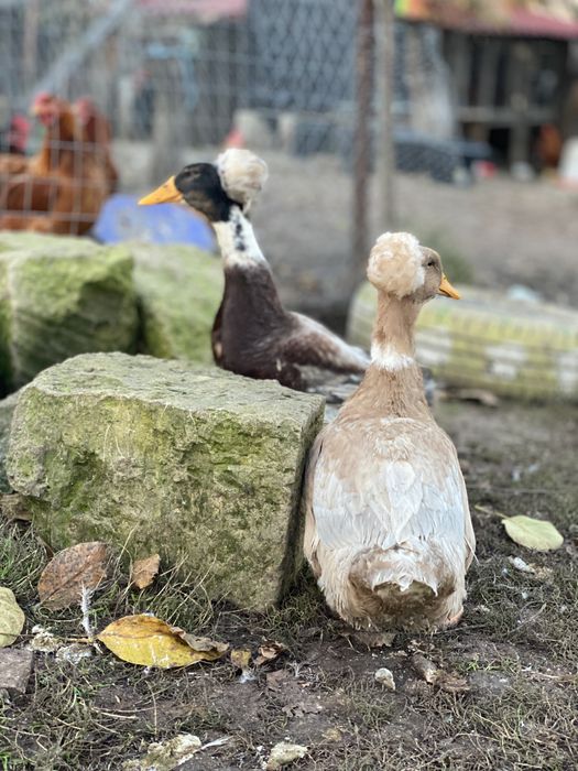 Rate motate ………….