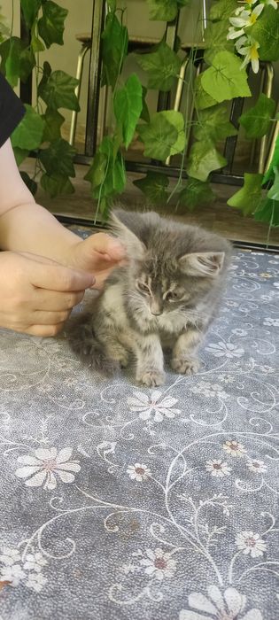 Котенок  пушистый