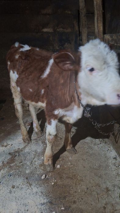 Vând vițică bălțată