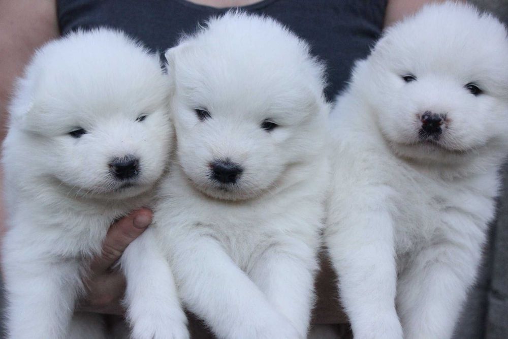 самоед бебета чистокръвни