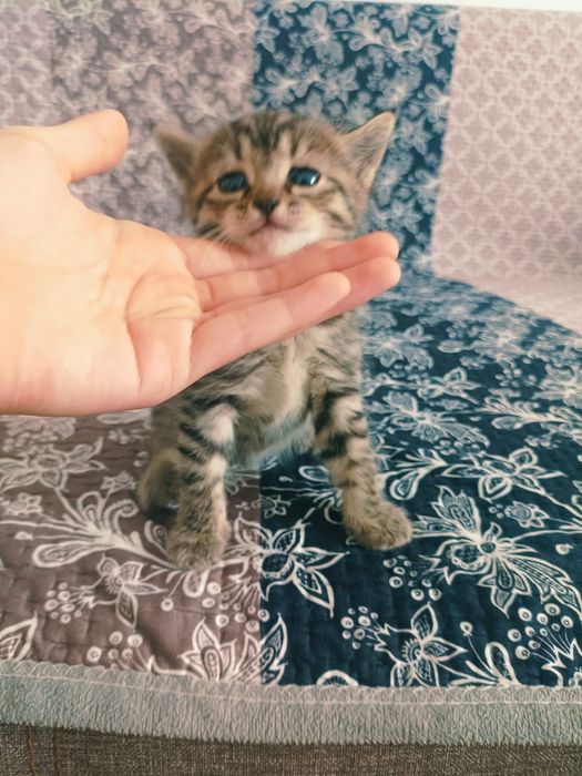 Отдам котят в добрые руки