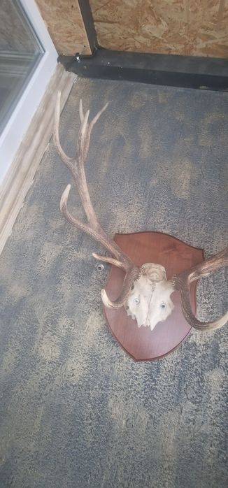 Vnd trofeu dimensiune mare