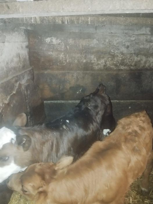 Продам телят, бычки ,12дней и 3 дня