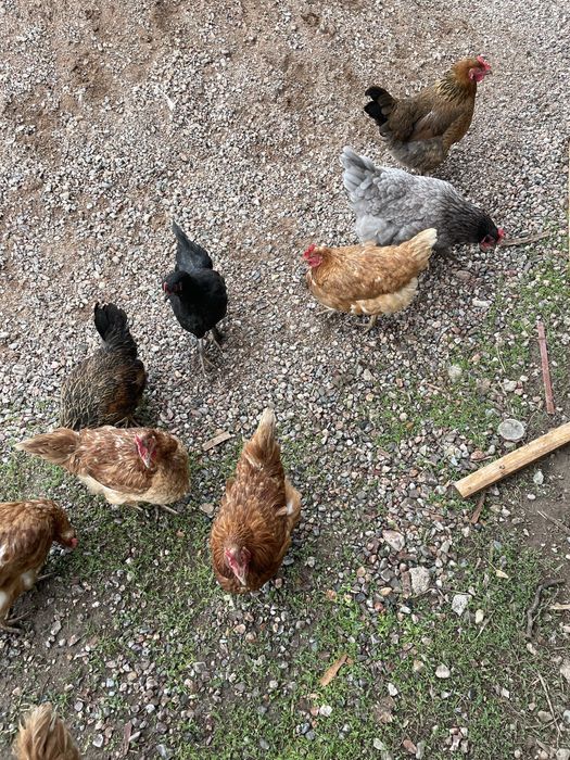 Үйдің тауықтары 5000 теңгеден.