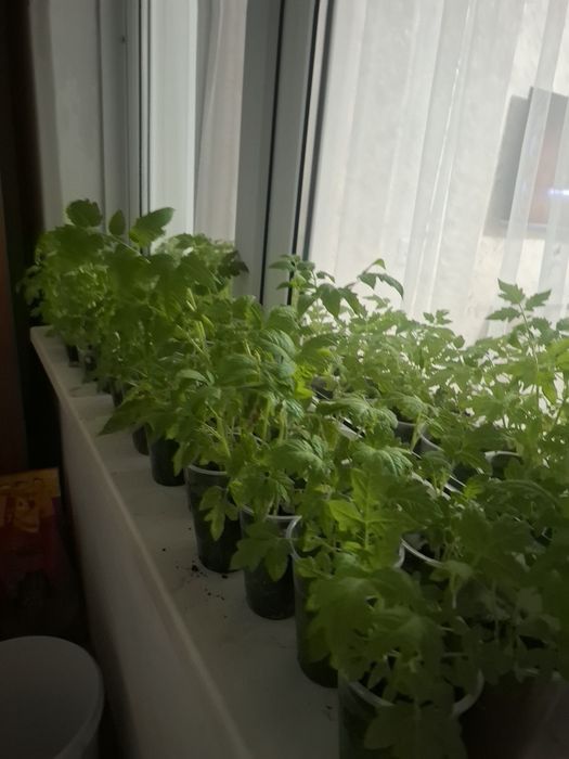 Продам рассаду помидора