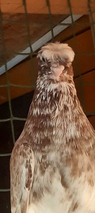 Продам голубя самец