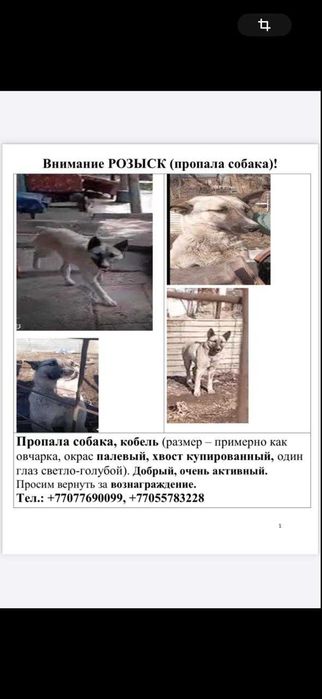 Пропала собака Пропала собака