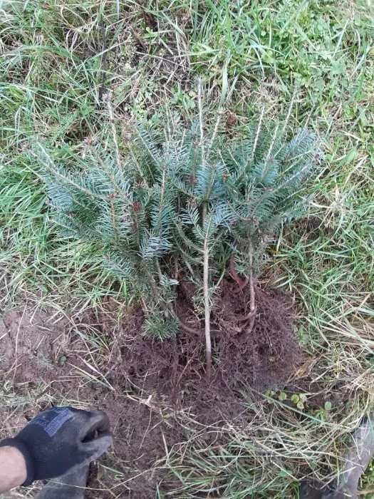 Pachete puieti 500buc. Brad balsamea infiintare Plantatie Pomi Craciun