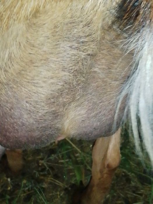 Capre Alpine de vânzare bune de lapte tinere. Capre la a doua fătate.