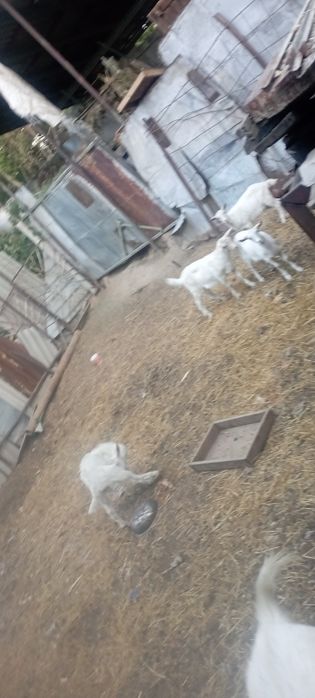 Продам козочек и козлика
