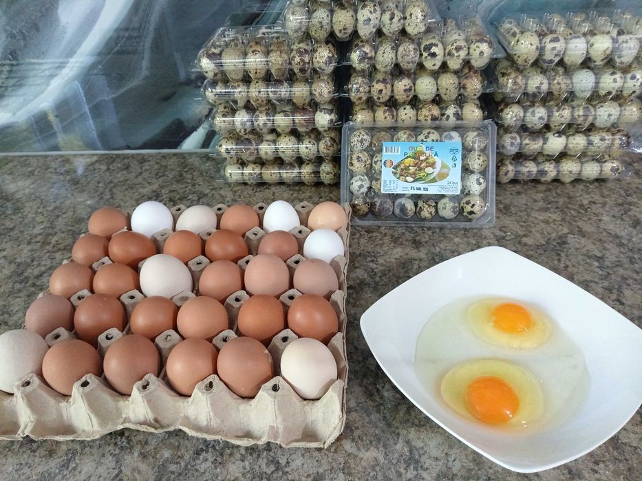 Oua de la găini de casa