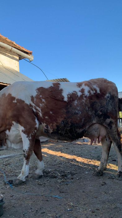 Vaca baltata romaneasca