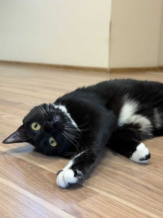 Подарявам котка