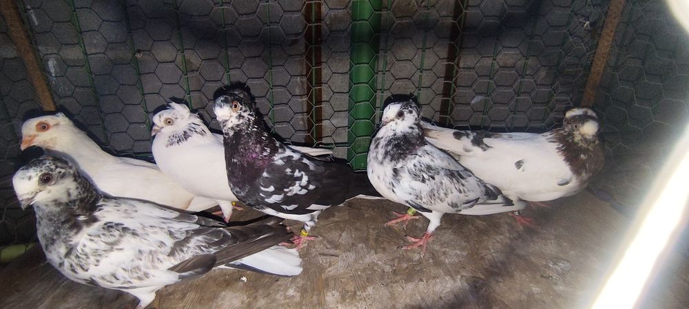 Jucători de Amara