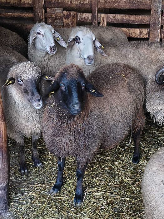 Vând oi tigăi + miei