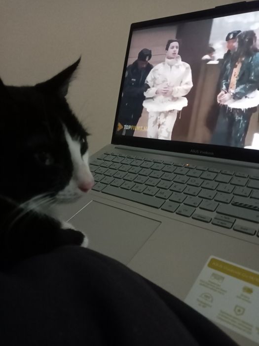 Hadyalar mushuklar beriladi