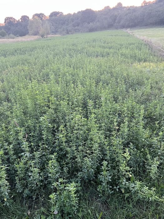 Vand lucerna calitate superioara NU e balotata baloti