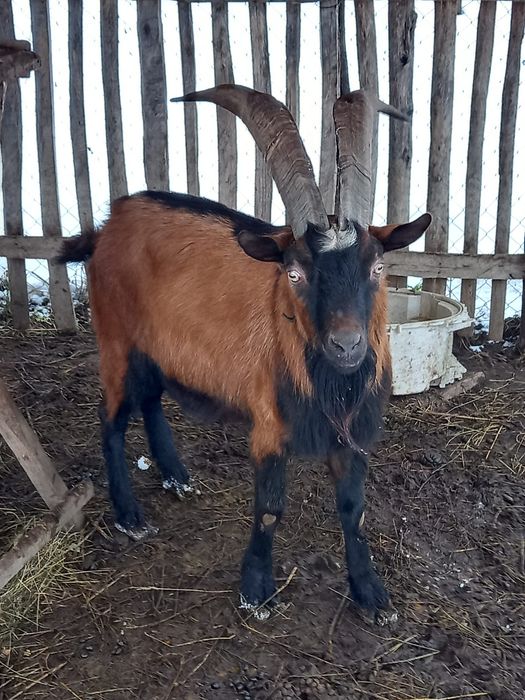 Vand țap de origine alpină