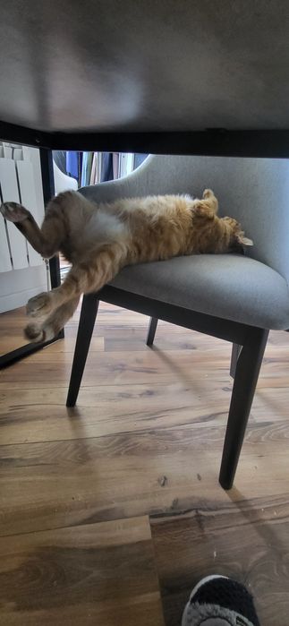 Отдам  кота воспитанного