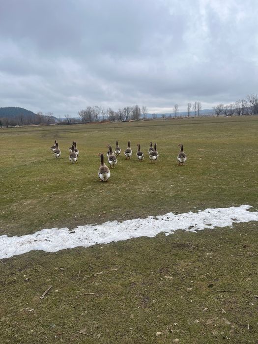 Продавам гъски и петли