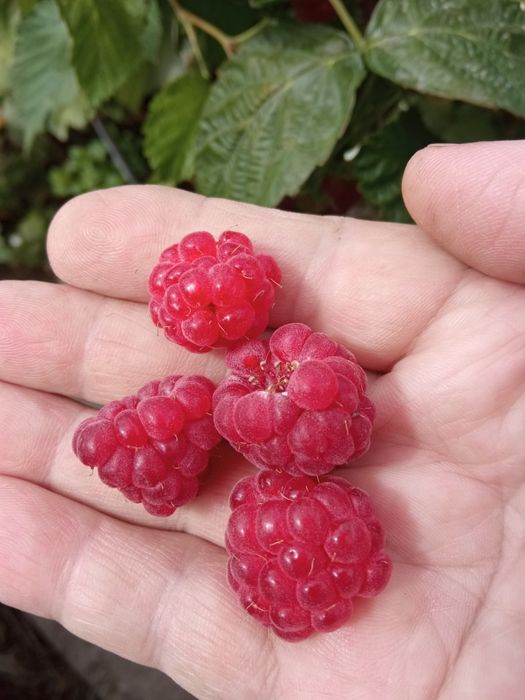 Саженцы ремонтантной малины