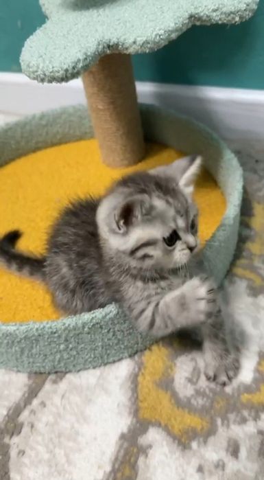 Продается котенок скоттиш страйт шиншилла