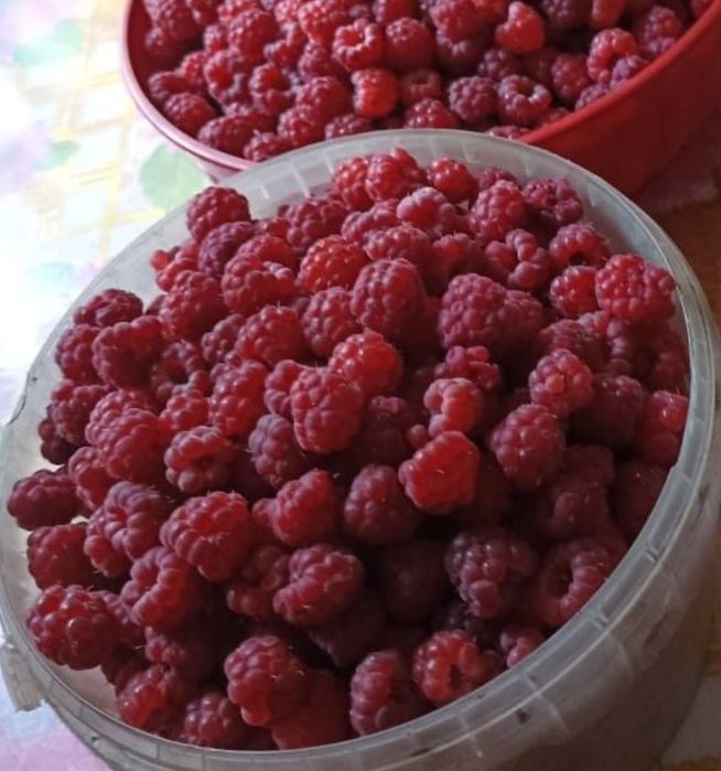 Продам ягоду малину.
