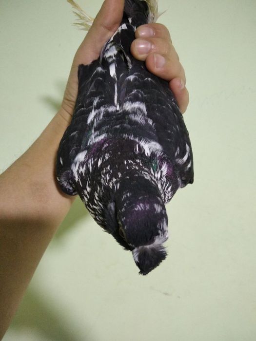 Kabutar sotiladi toza qushla