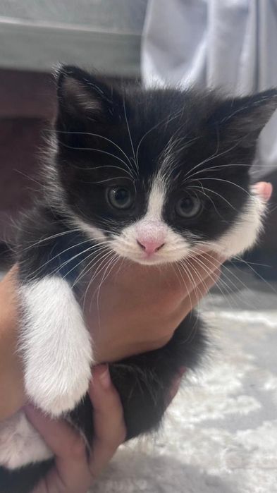 Котята отдам в добрые руки