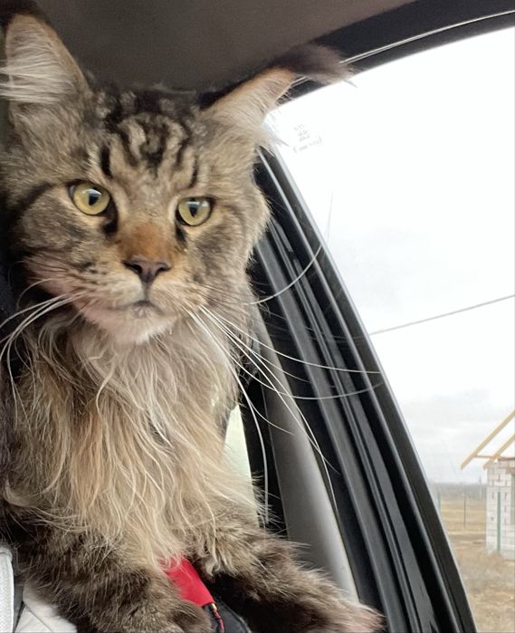 Чистокровный Мейн кун.