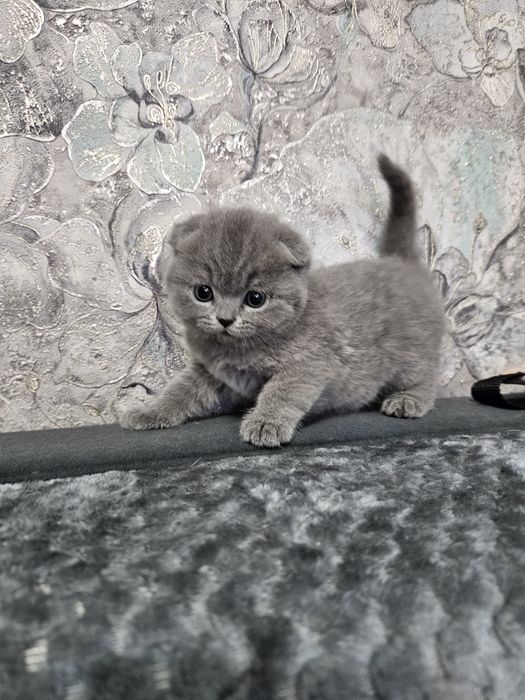 Породистые котята