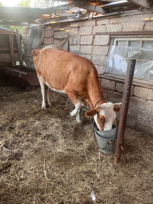 Продам Корову 600к