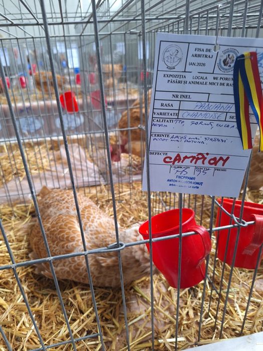 Pui de gaina din rasele:Paduane Chamoise.