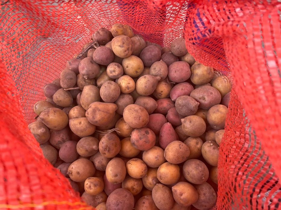 Семена картошки