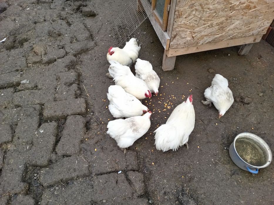 Vand gaini Italian argintie