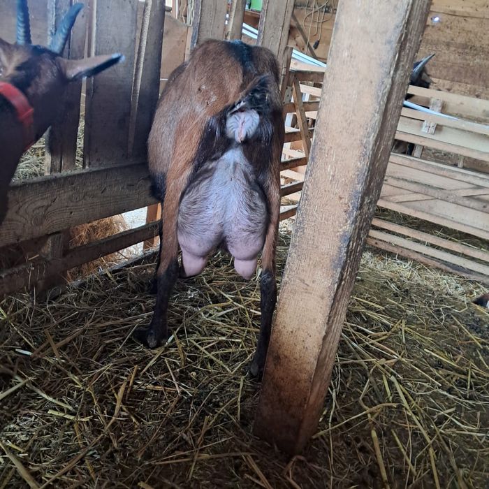 Vand iezi capre alpine foarte bune de lapte