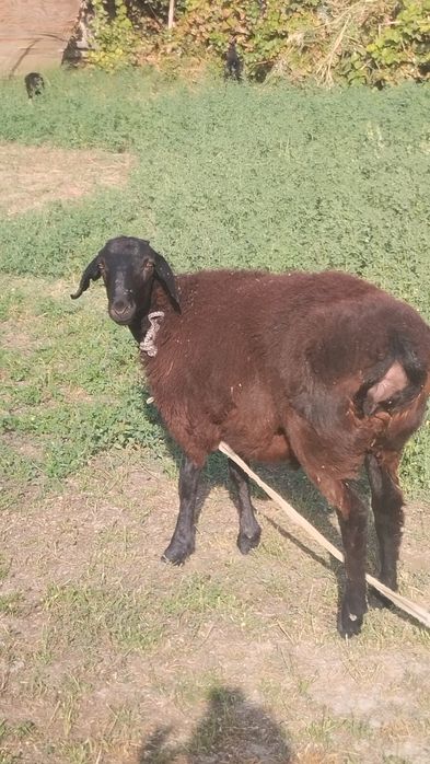 Когон шахарда кучкор бара