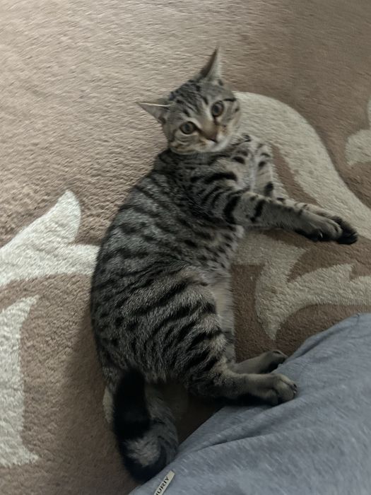 Отдам кота в добрые руки БЕСПЛАТНО