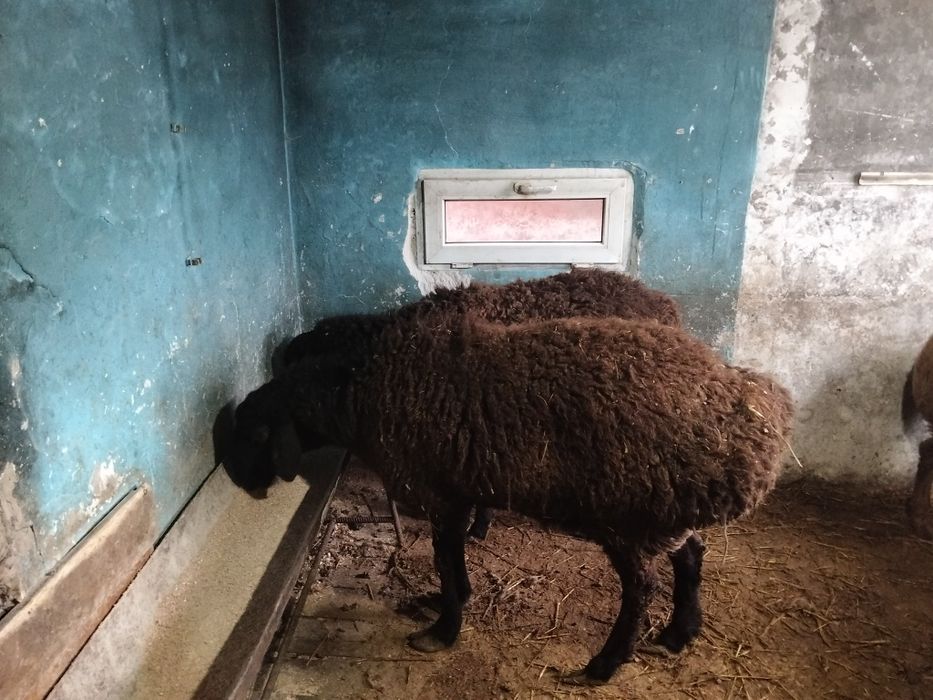 Продам баран гиссар