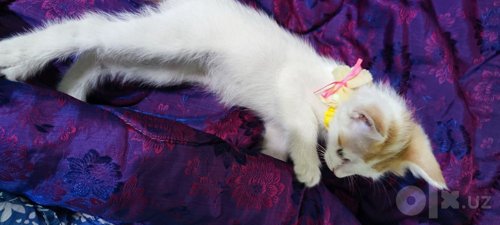 Отдам в добрые руки