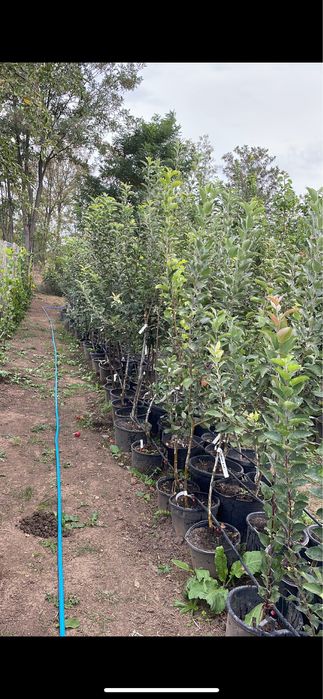 Pomi fructiferi !Pe rod !