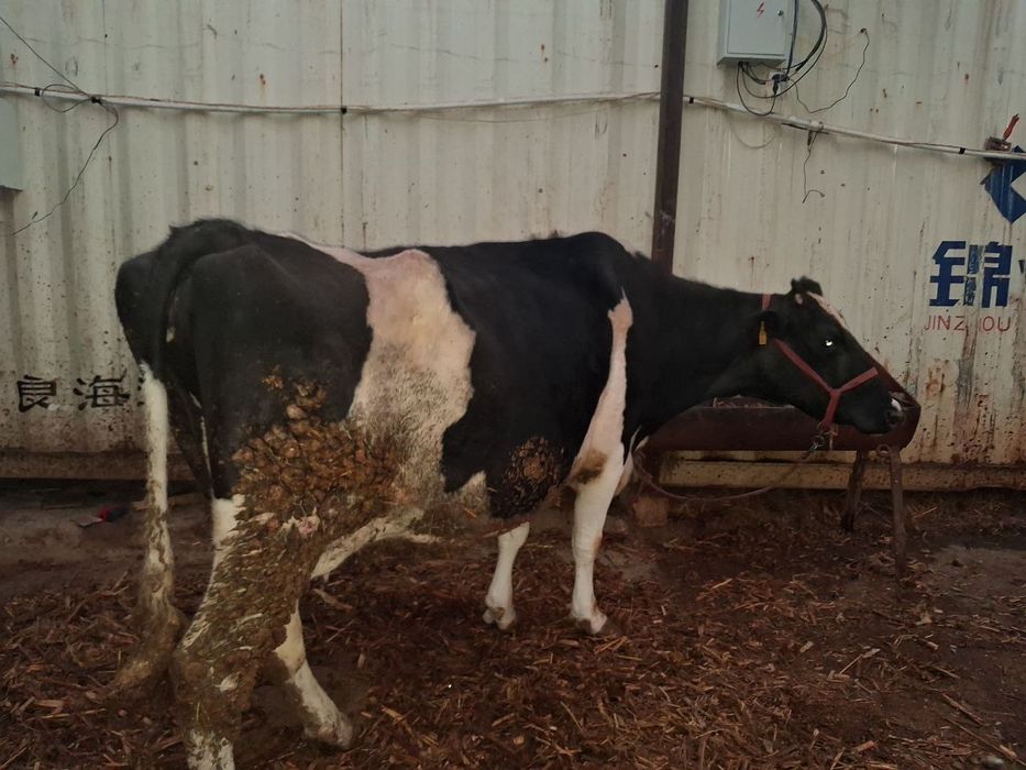 Golland sigir sotiladi