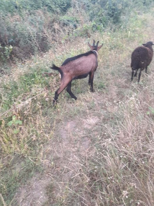Vând un țap si un berbecuț