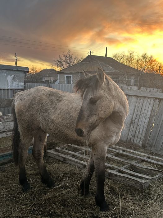 Продам лошадь 2 года