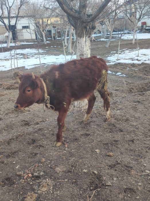 Бұзау сатылады кашар