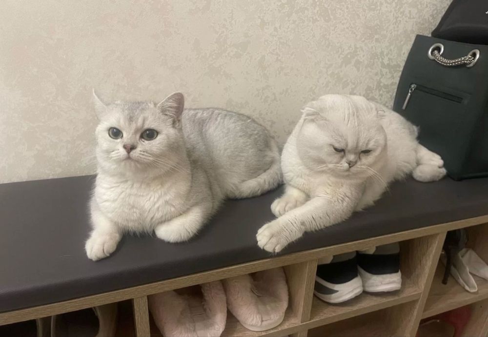 Шотланский вислоухий котенок